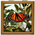 Monarch Butterfly